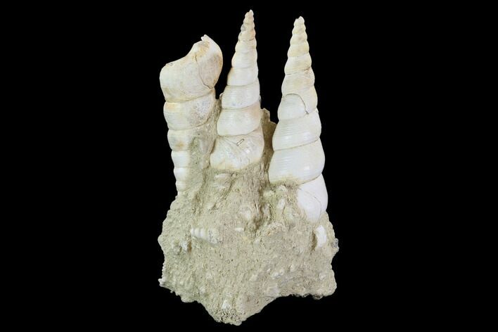 Fossil Gastropod (Haustator) Cluster - Damery, France #97792